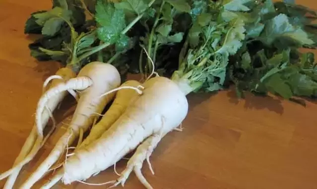 Using parsley root as a spice can increase potency
